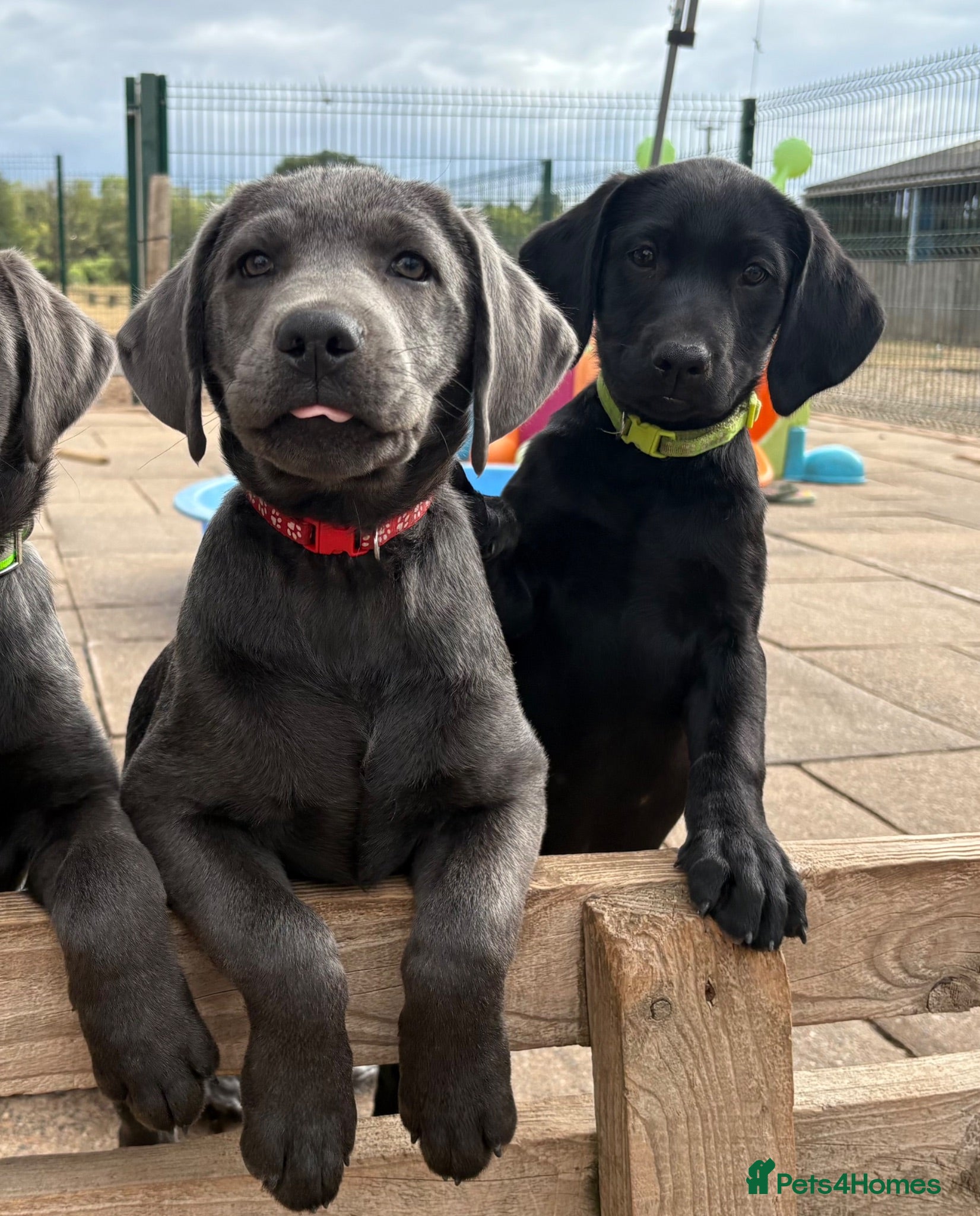 Labrador Retriever dogs Gorgeous KC Silver & Charcoal Labrador Pups - Advert 2