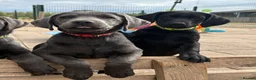 Labrador Retriever dogs for sale: Gorgeous KC Silver & Charcoal Labrador Pups - Advert 2