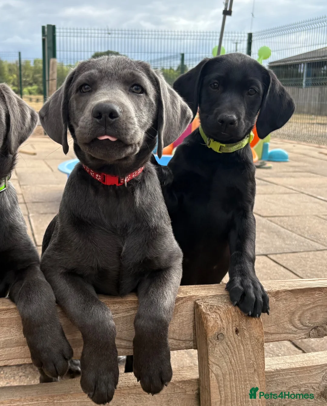 Labrador Retriever dogs for sale: Gorgeous KC Silver & Charcoal Labrador Pups - Advert 2
