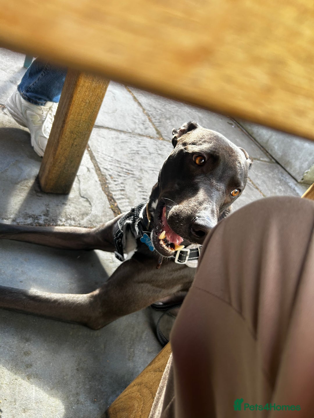 Lurcher dogs for sale: 4 y/o lurcher for rehoming - Image 4