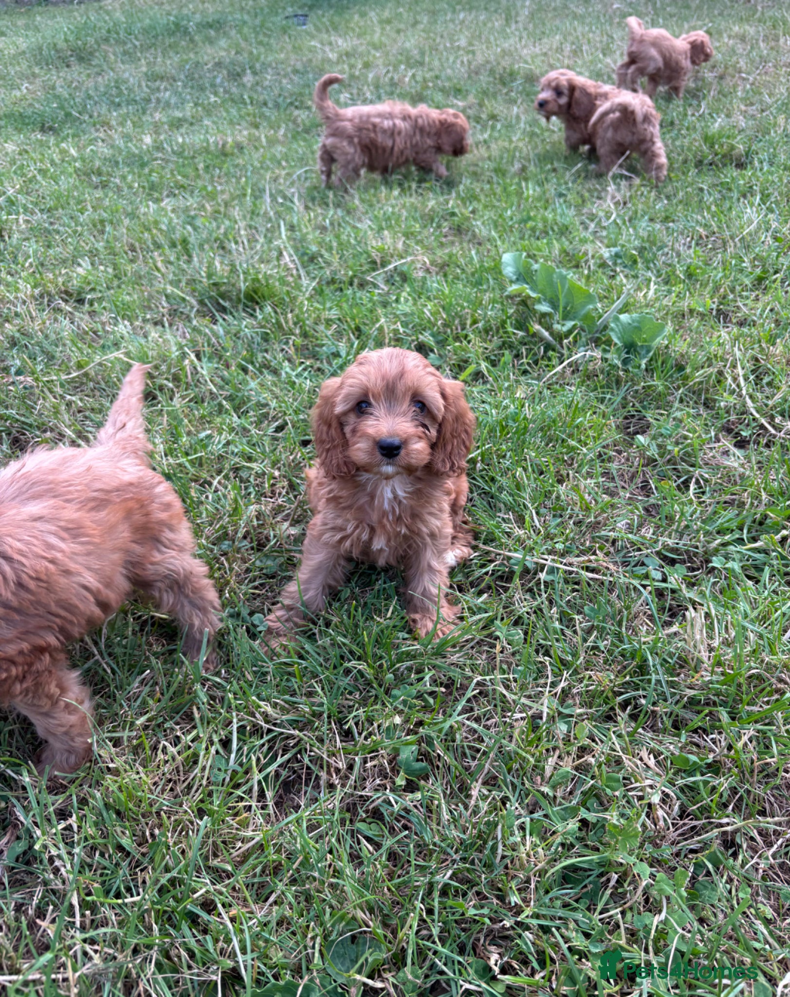 Cavapoo dogs for sale: Beautiful red girls and boys available  in Sittingbourne - Advert 16