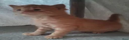 Mixed Breed cats for sale: GINGER BOY AND A GIRL  - Advert 6