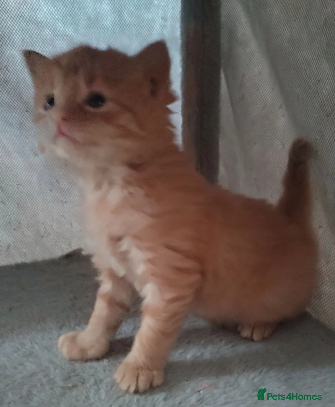 Mixed Breed cats for sale: GINGER BOY AND A GIRL  - Advert 6