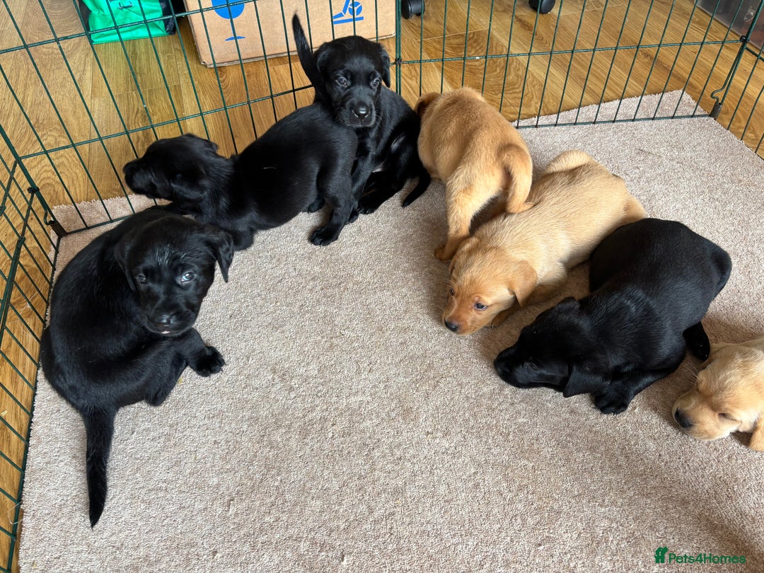 Labrador Retriever dogs for sale: Beautiful KC Registered Lab Pups  - Image 13