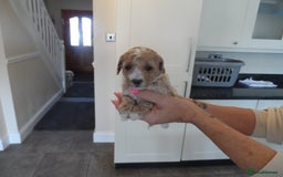 Cavapoo dogs for sale: Quality F1B Cavapoo puppies health tested  - Image 6
