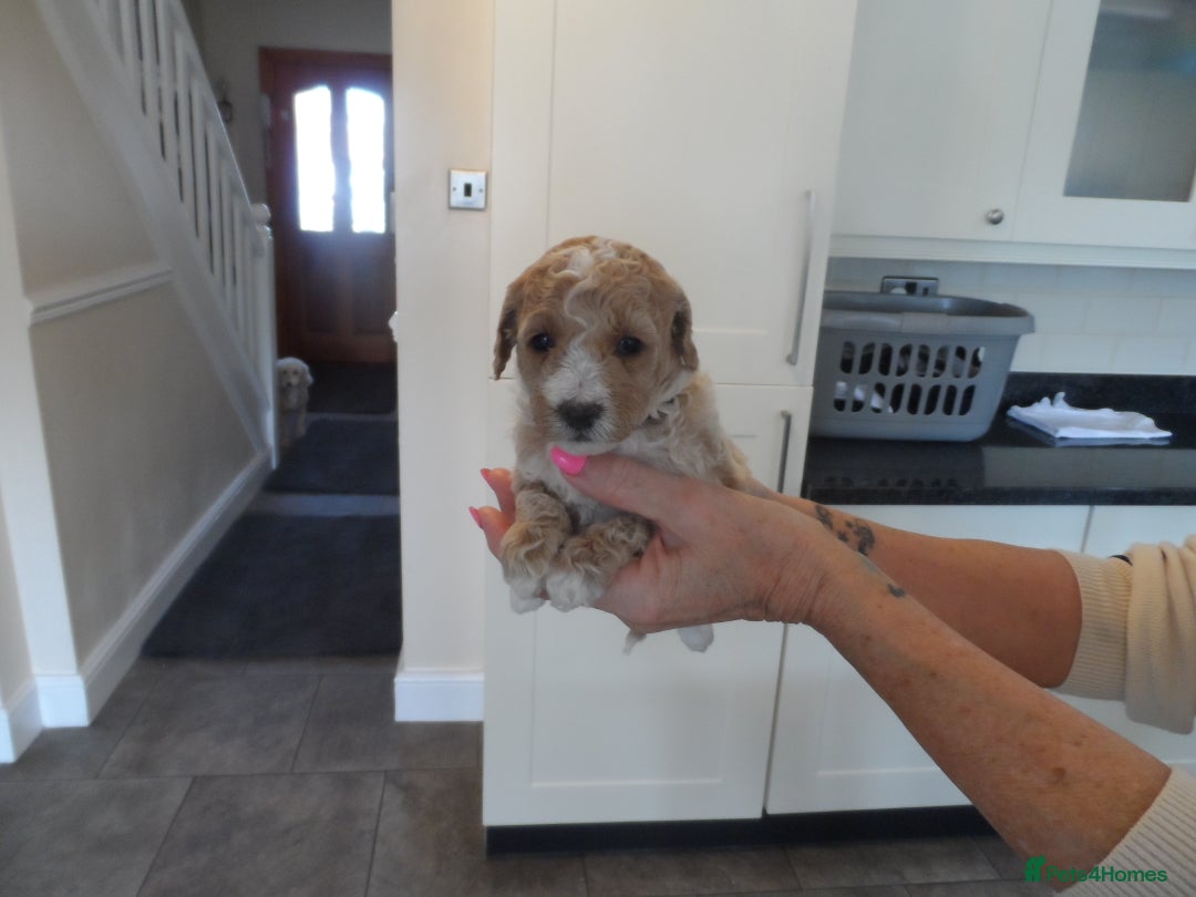 Cavapoo dogs for sale: Quality F1B Cavapoo puppies health tested  - Image 6