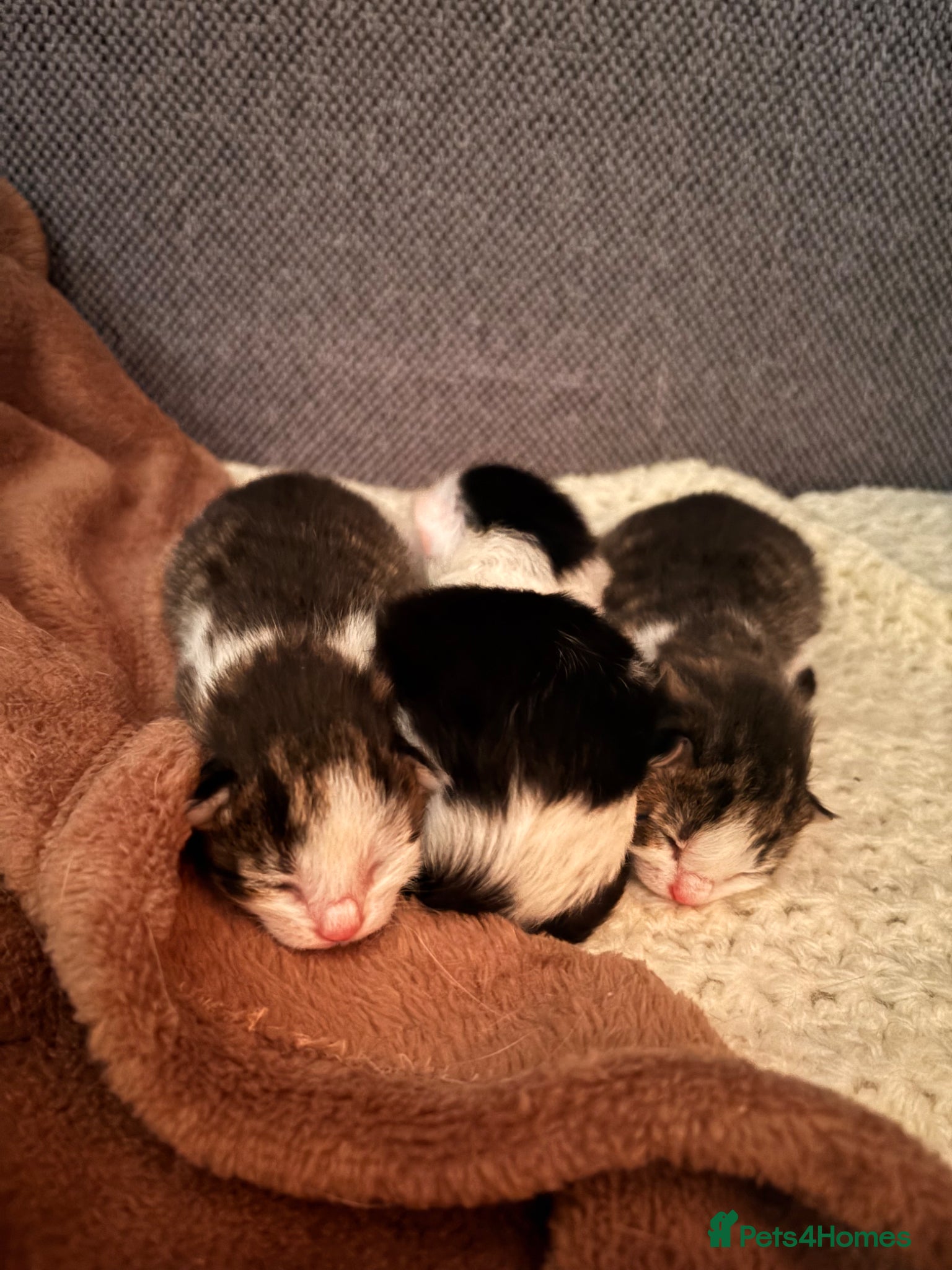 Mixed Breed cats for sale: Gorgeous kittens  in Nantwich - Advert 7