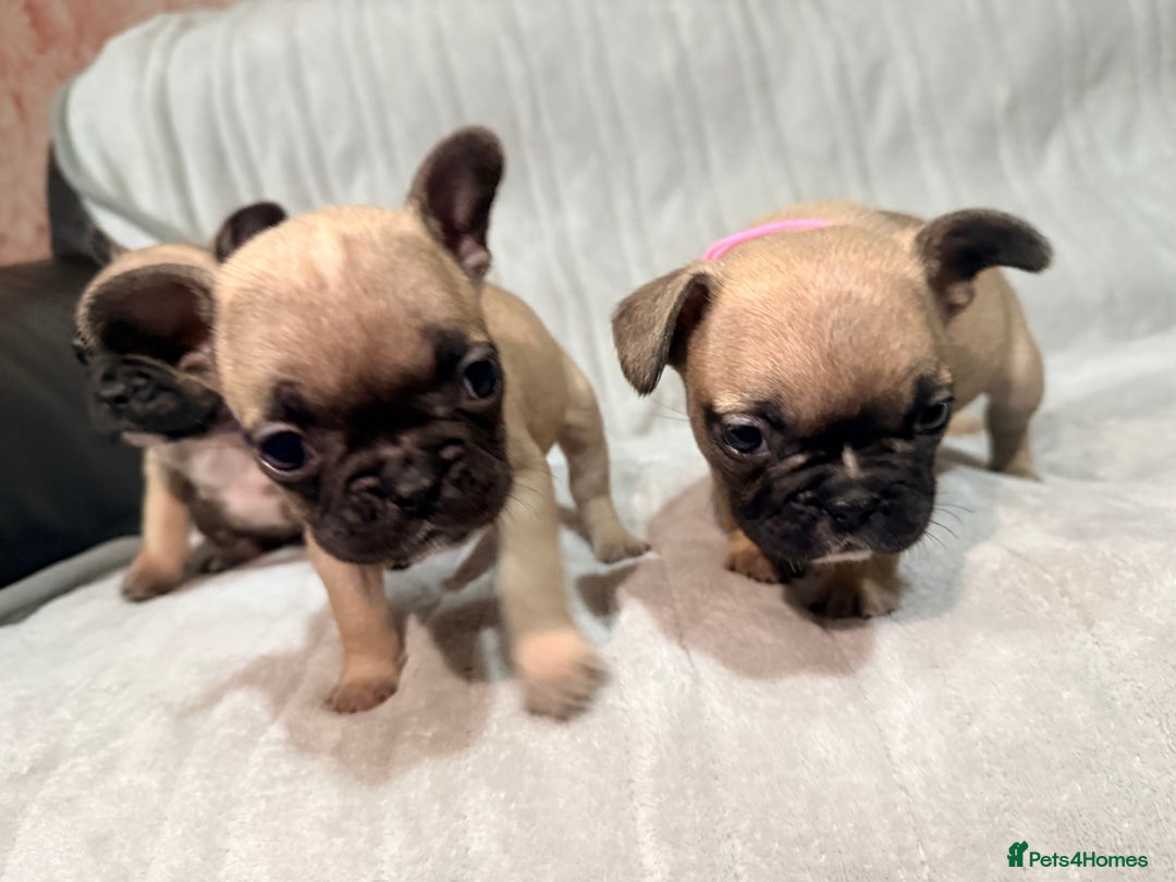 French Bulldog dogs for sale: Pedigree Mum Frenchy Pups-Gorgeous and ready soon! - Advert 11
