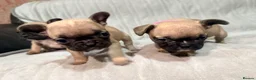 French Bulldog dogs for sale: Pedigree Mum Frenchy Pups-Gorgeous  ! - Advert 13