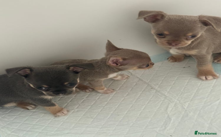 Chihuahua dogs - Advert 4