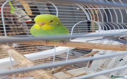 Budgerigars birds for sale: Baby budgies £20 each - Image 4