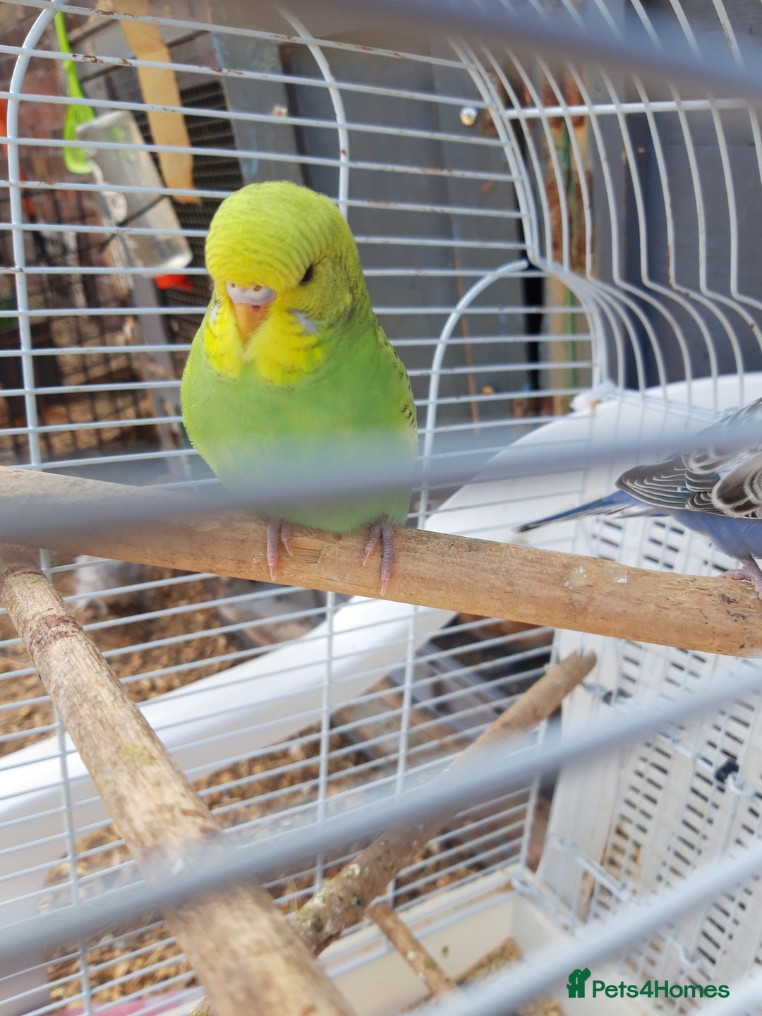 Budgerigars birds for sale: Baby budgies £20 each - Image 4