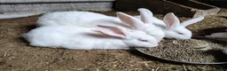 New Zealand rabbits for sale: Top Quality Rabbits! Proven Parents & Bunnies - Advert 5