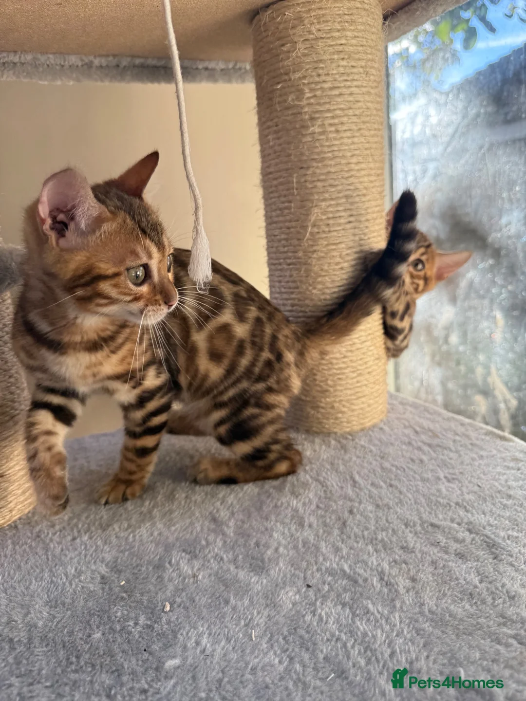 Bengal cats for sale: TICA 🔥 Pedigree health tested 🐾 Bengal Kittens  - Advert 2