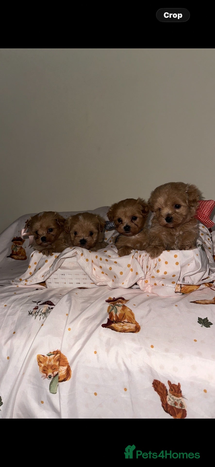 Maltipoo dogs Minature Multipoo Puppies - Advert 1