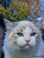 Ragdoll cats TICA seal lynx bicolour ragdoll kitten - Advert 3