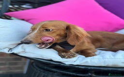 Dachshund dogs for sale: 2 beautiful male dachshund adult dogs for sale  - Image 8