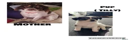 Chihuahua dogs for sale: Female 12 week old chihuahua puppy  - Advert 3