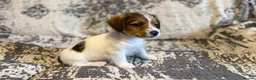 Jack Russell dogs for sale: Jack Russel puppies in Manchester - Advert 13