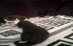 Mixed Breed cats for sale: Toxido kittens  - Image 28