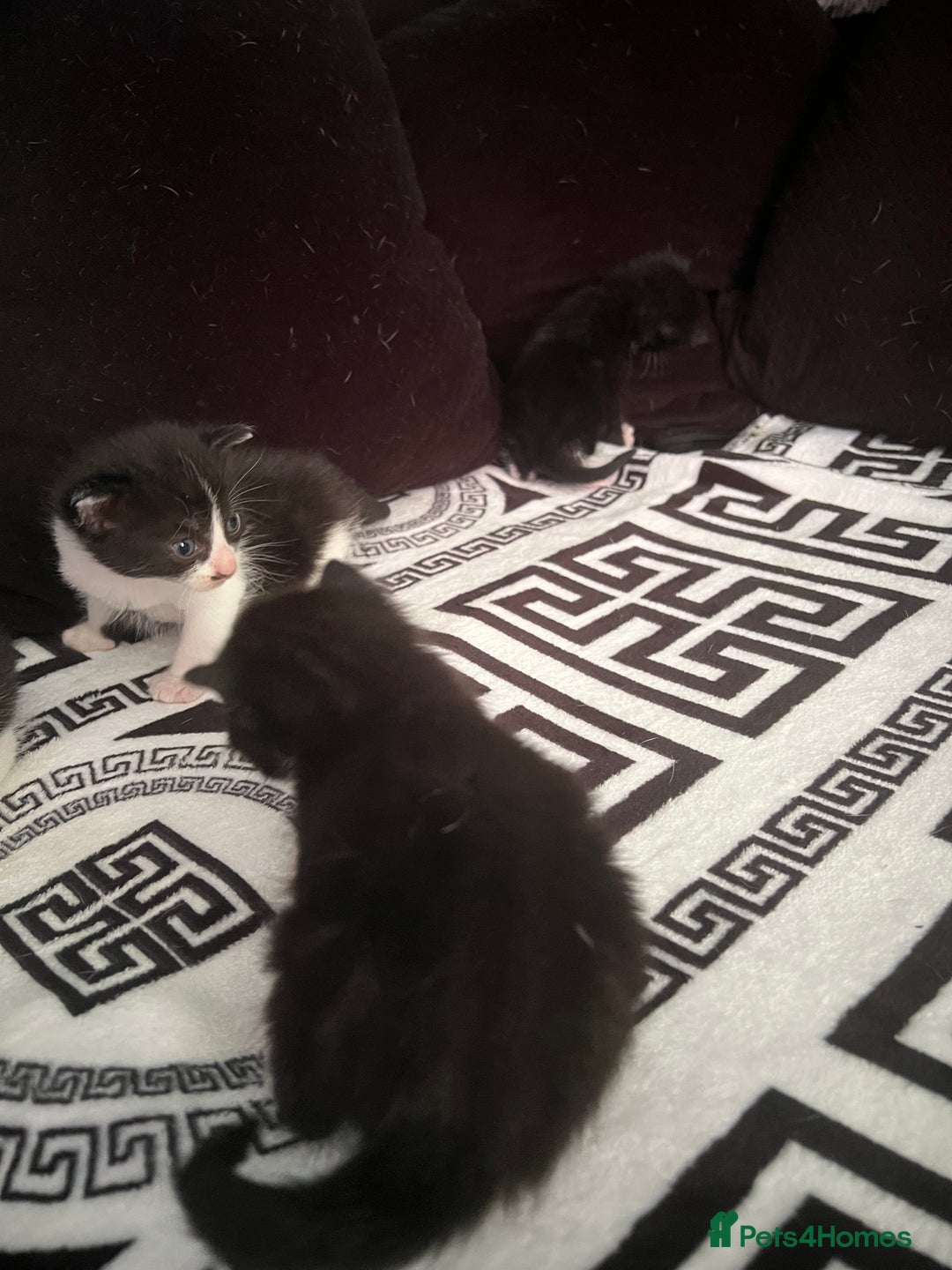 Mixed Breed cats for sale: Toxido kittens  - Image 28