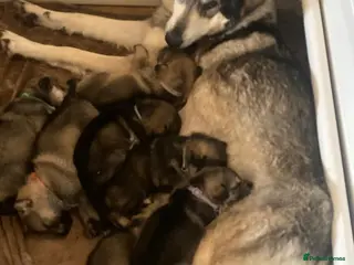 Saarloos Wolfdog dogs Gorgeous Wolfalike Puppies Seeking Forever Homes - Advert 13