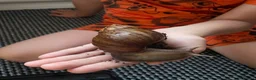 Mixed Breed reptiles for sale: Giant African Land snails  in Herne Bay - Advert 2