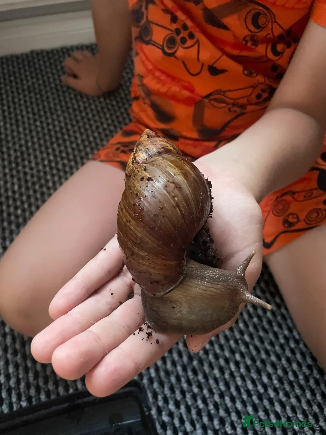 Mixed Breed reptiles for sale: Giant African Land snails  in Herne Bay - Advert 2