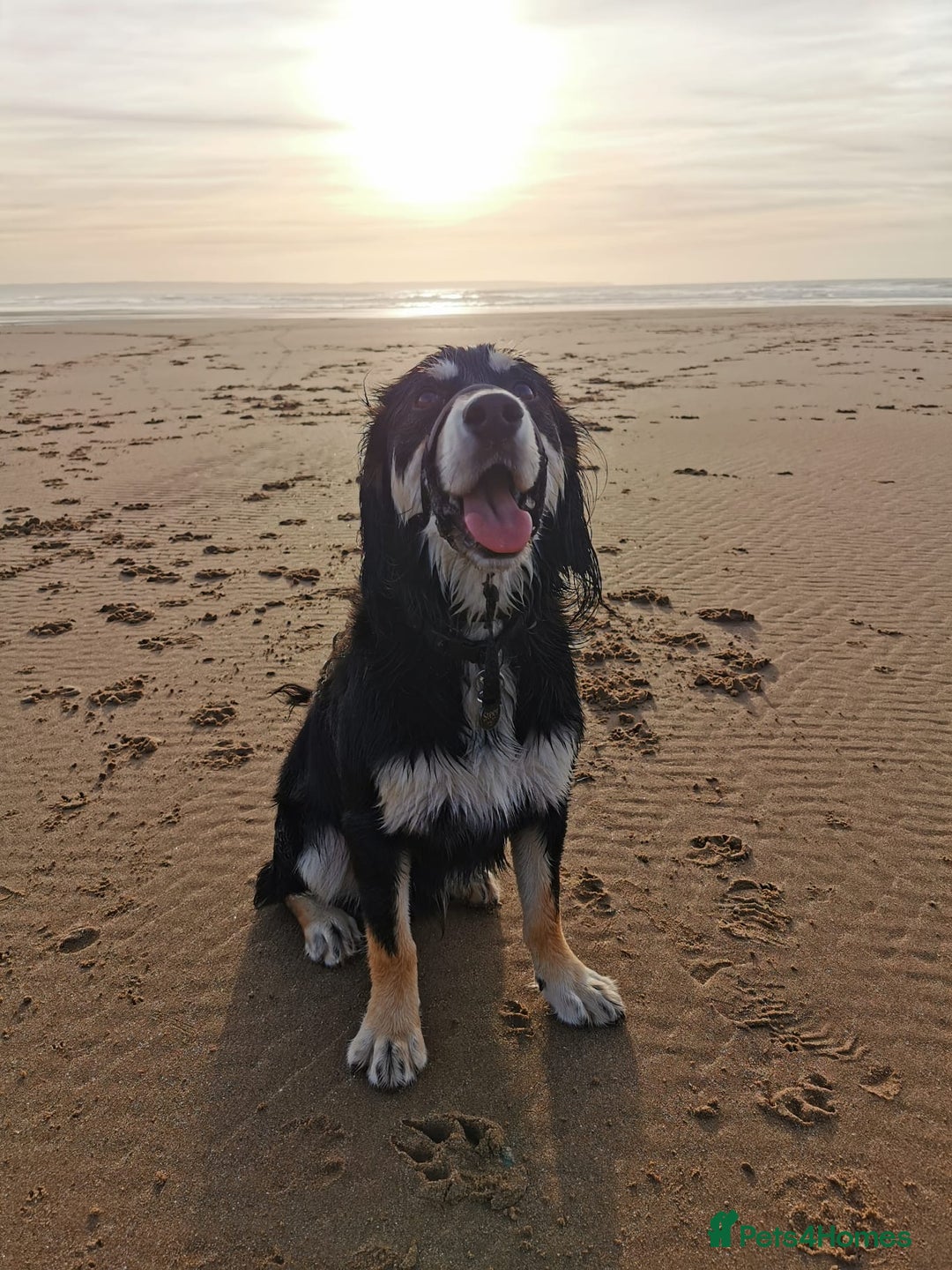 Mixed Breed dogs for stud: Collie x spaniel for STUD. - Advert 4