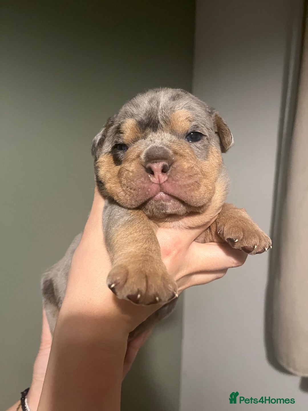 Olde English Bulldogge dogs for sale: Old English bulldog  - Advert 19