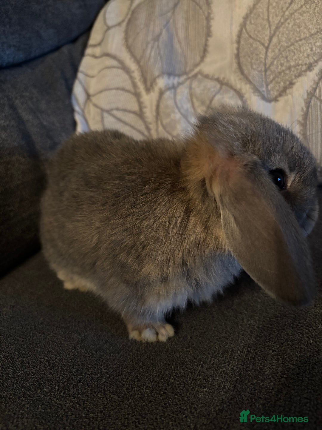 Mini Lop rabbits for sale: 8 weeks old mini lop for sale  - Image 5