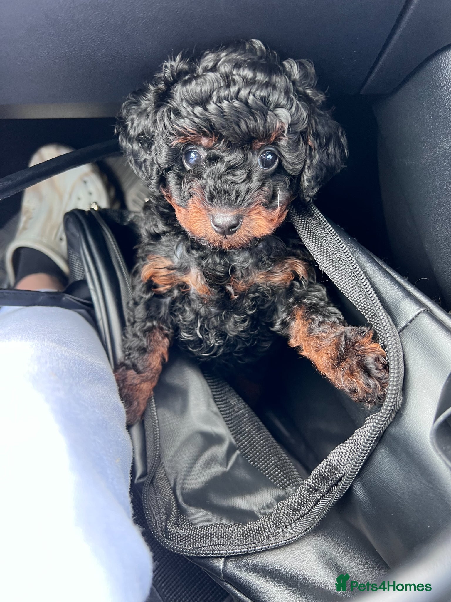 Toy Poodle dogs Rare Black Phantom Asian Toy Poodle Boy - Advert 2