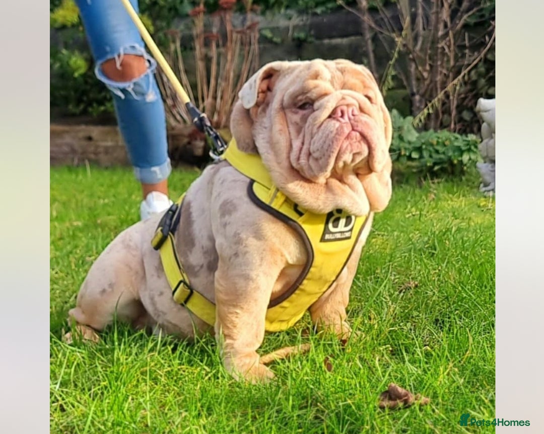 English Bulldog dogs for sale: Beautiful male bulldog  - Advert 1