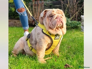 English Bulldog dogs Beautiful male bulldog - Advert 4