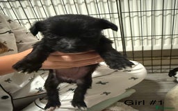 Mixed Breed dogs for sale: Puppies  - Advert 5