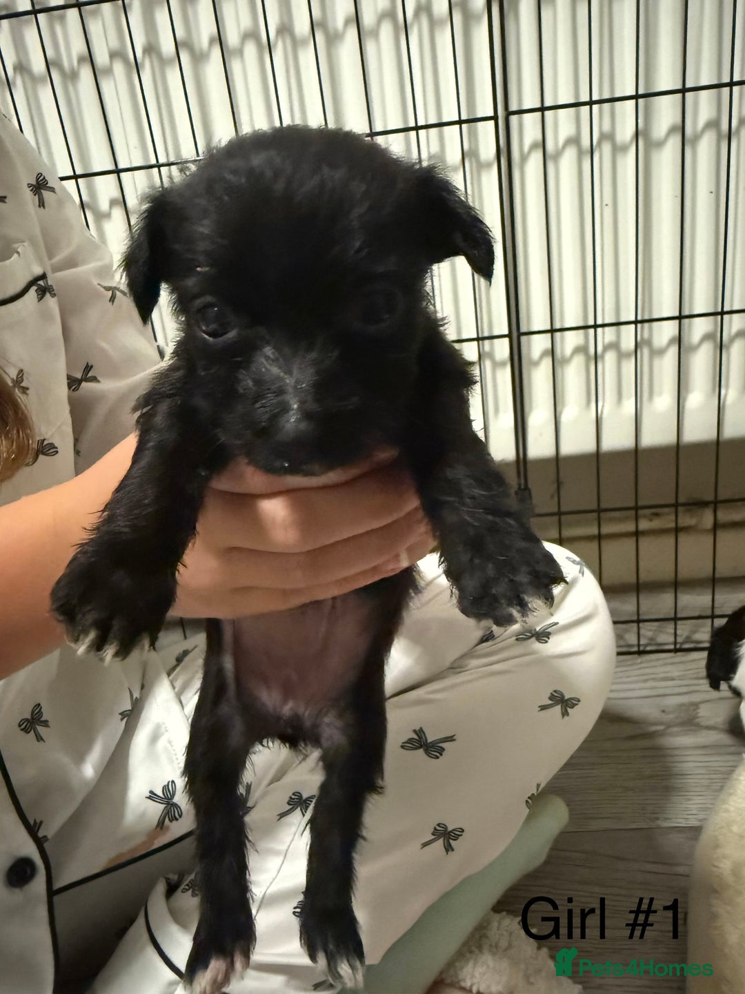 Mixed Breed dogs for sale: Puppies  - Advert 5