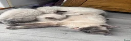 Ragdoll cats for sale: Stunning litter of ragdoll kittens  - Advert 17