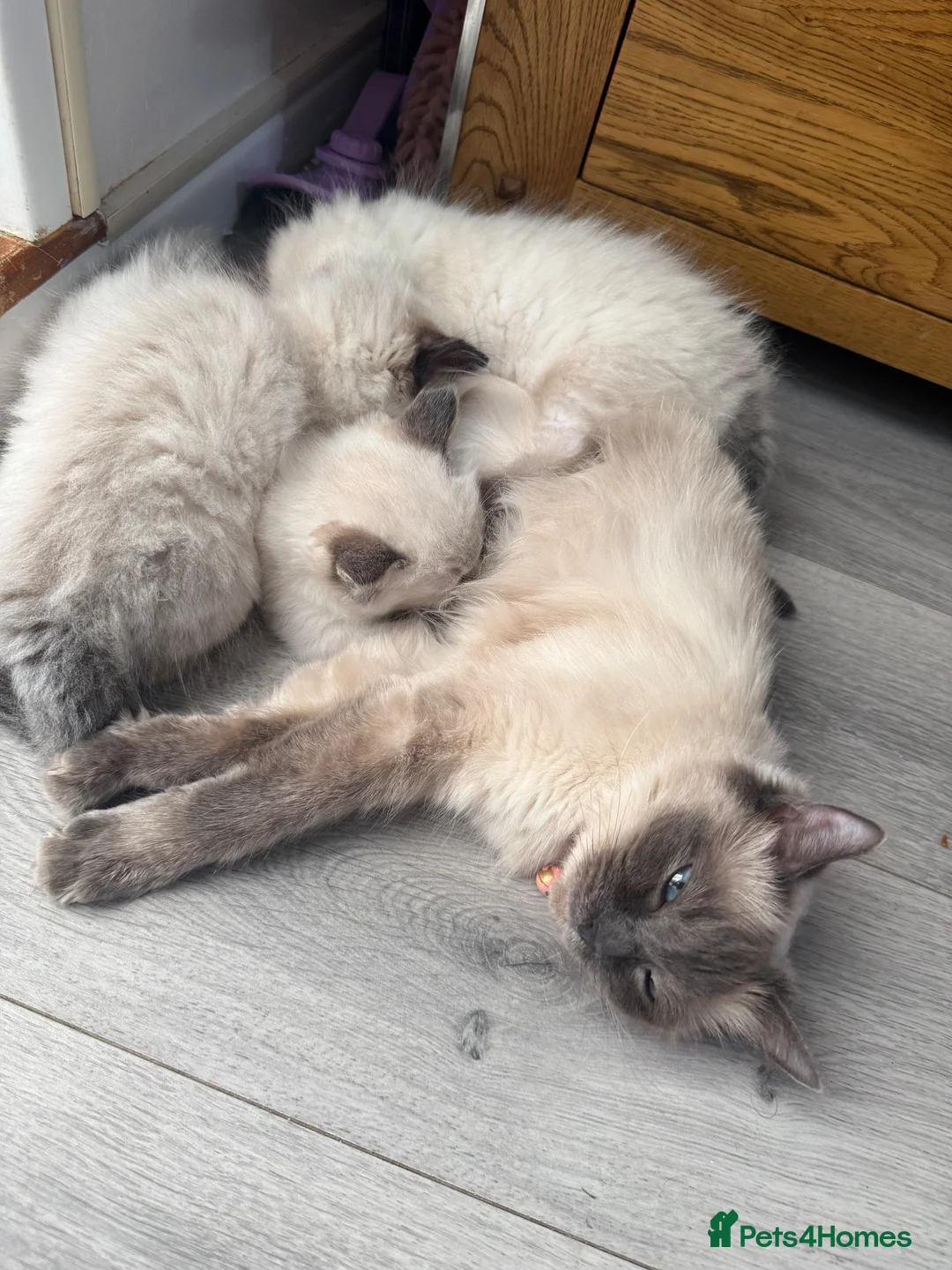 Ragdoll cats for sale: Stunning litter of ragdoll kittens  - Advert 17