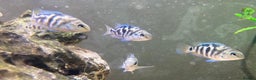 Cichlids fish for sale: Rare hybrid cichlids 50p each  - Advert 2
