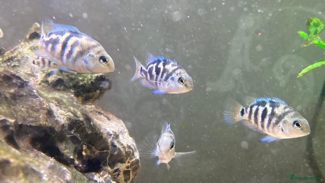 Cichlids fish for sale: Rare hybrid cichlids 50p each  - Advert 2