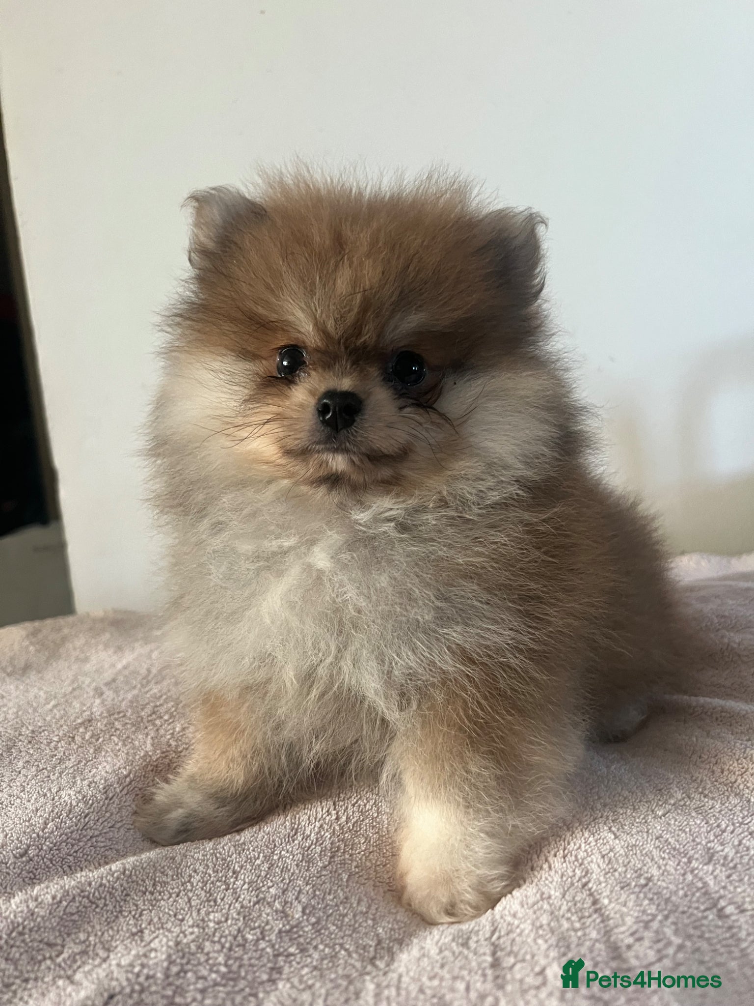 Pomeranian dogs Pomeranian Puppies Black & Tan Chocolate Sable - Advert 1