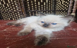 Ragdoll cats for sale: 1 sweet Ragdoll boy looks for a loving family  - Image 4