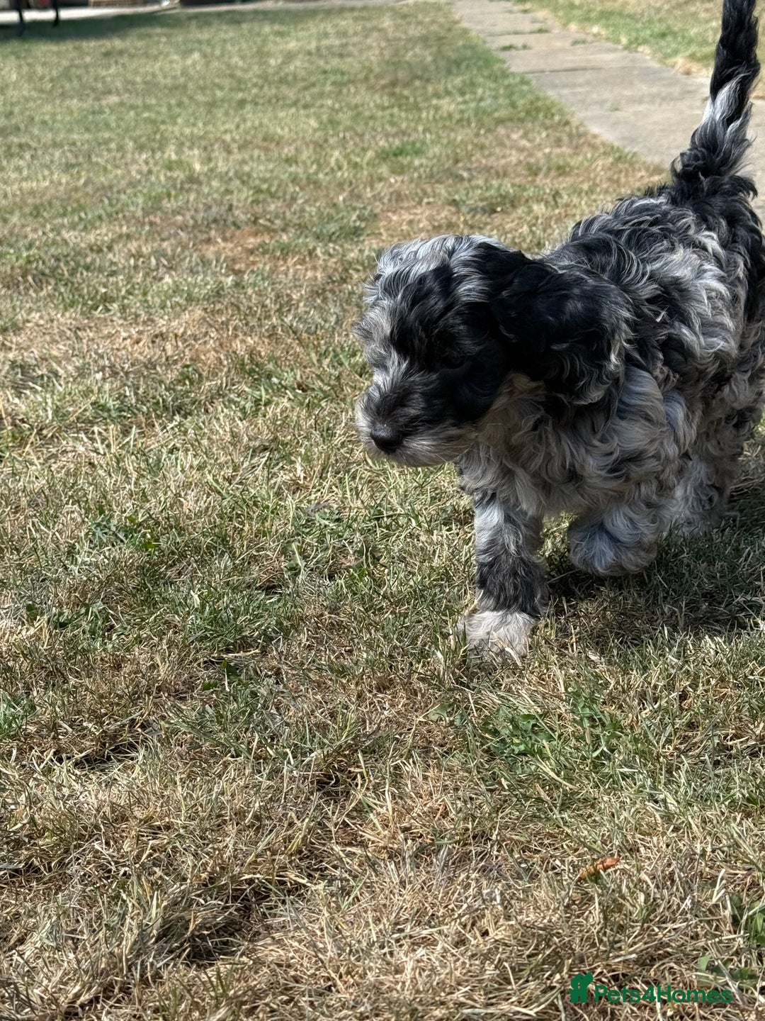 Cockapoo dogs for sale: Beautiful colour Cockapoo Puppies- Ready to go!  - Image 1