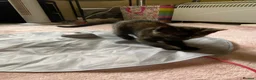 Domestic Shorthair cats for sale: Three kittens for sale  in Heywood - Advert 12