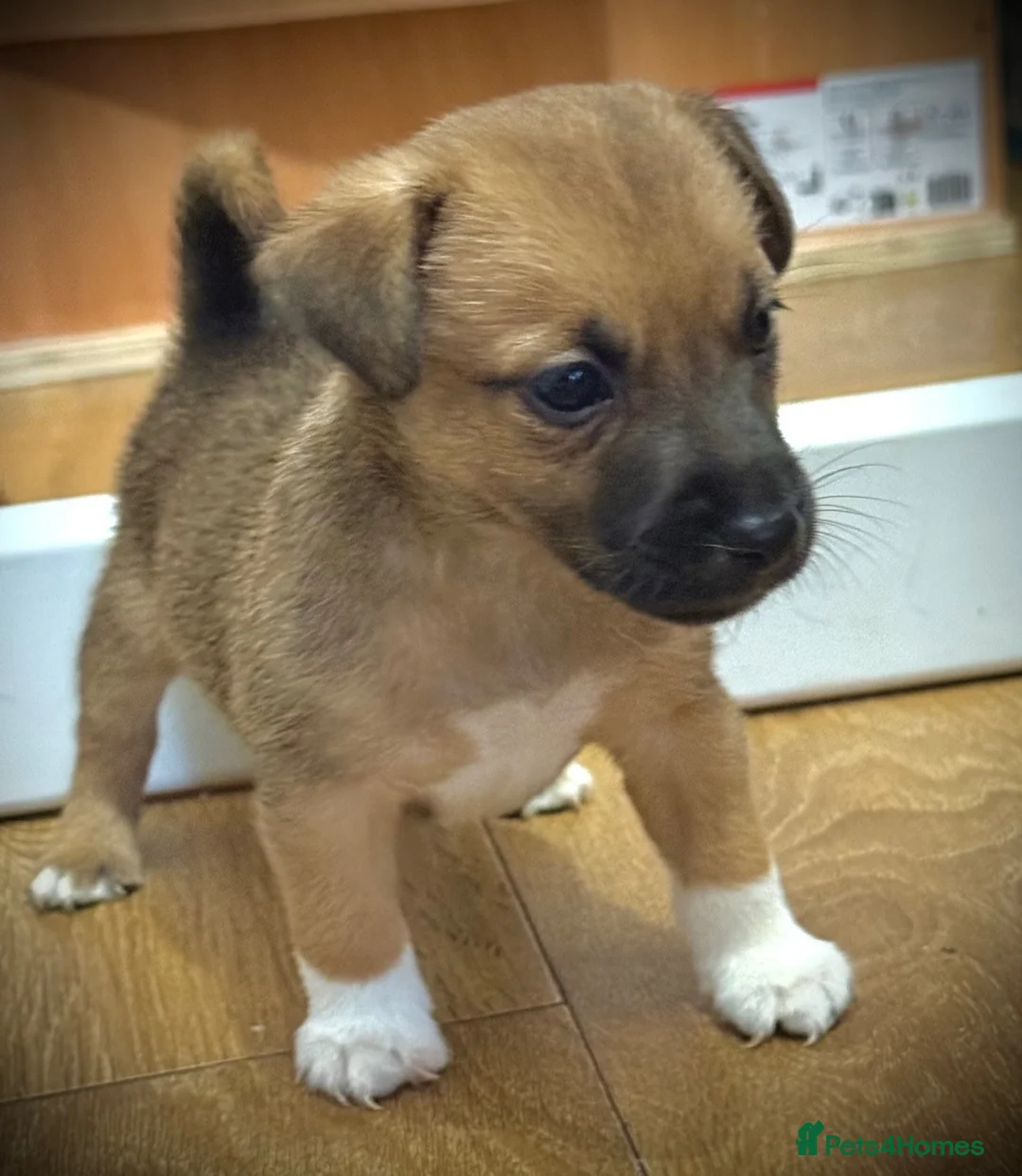 Jack Russell dogs for sale: Much wenlock boys in Worcester - Advert 2