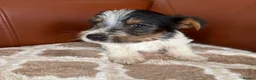 Mixed Breed dogs for sale: Yorkshire terrier X Jack Russell in Harlow - Advert 6