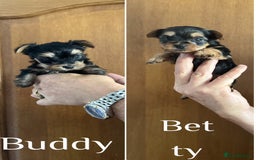 Yorkshire Terrier dogs for sale: Yorkshire terrier puppy  - Image 3