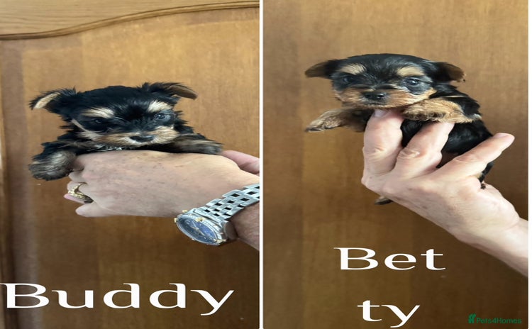 Yorkshire Terrier dogs - Advert 16