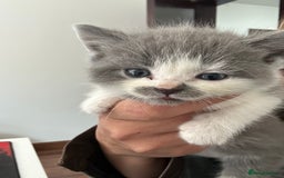 British Shorthair cats for sale: Gorgeous 2 female grey kittens for sale - Image 8