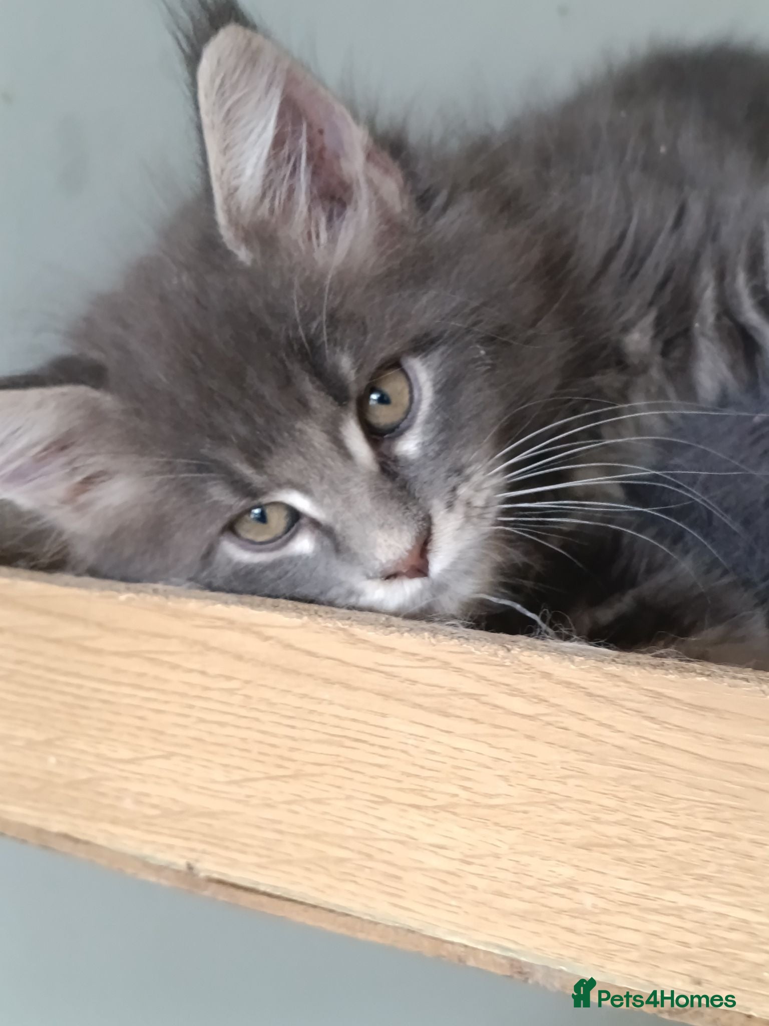 Maine Coon cats XL health tested, tica reg kittens 😍 - Advert 2